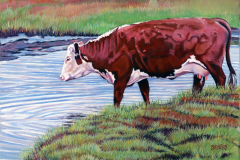 Cow-drinking-from-the-creek