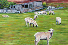 Sheep-Grazing-by-Old-Shed