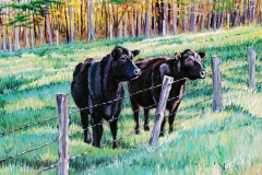 Two-Black-Cows