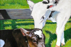 brown-and-whit-calf