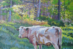 cow-in-spring-pasture