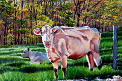 cows-in-pasture