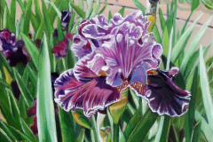 Bed-of-Purple-Iris