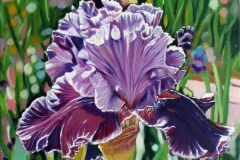Big-purple-iris