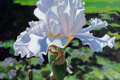 Large-white-iris