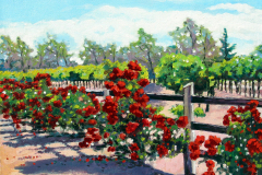 Bright-roses-on-fence-at-vinyard