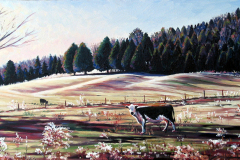 Cow-in-morning-pasture