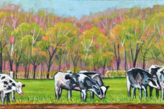Dairy-Cows-in-field-Greenville-IL