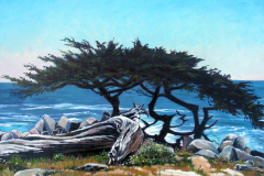 Lone-Cypress-Tree