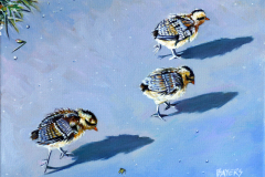 3-baby-chicks