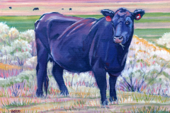 Black-Cow-Grazing
