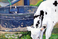 Calf-grazing-by-water-trough