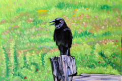 Crow-on-fence-post-in-grren-pasture