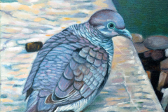 Pigeon-on-ledge-in-Hawaii