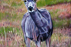 young-deer-on-alert-1