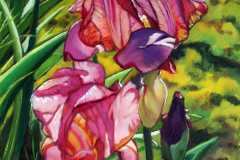 2-Blue-and-Purple-iris