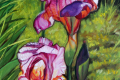 2-Iris-with-small-bud