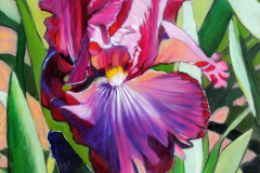 Large-Maroon-iris