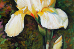 Light-Yellow-Iris
