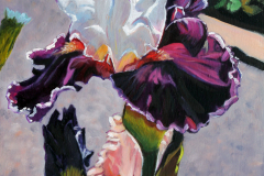 White-And-Purple-Iris