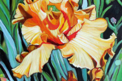 Yellow-Iris