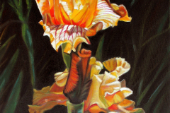 Yellow-iris-on-dark-background