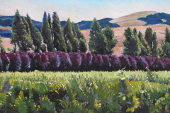 Evergreens-and-Purple-Trees
