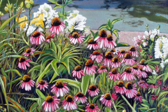 Forest-Park-Pink-Flowers-and-Lilly-Pads