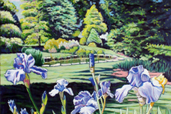 Iris-with-small-pond