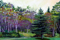 Large-Cedar-Among-Trees-with-Red-Flowers