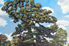 Large-Tree-Forest-Park