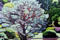 Large-tree-in-Japanese-Garden