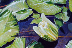 Lilly-Pads-With-Small-White-Bud