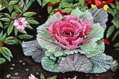 Ornamental-Cabbage