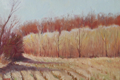 cornfield1
